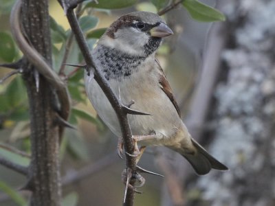 House Sparrow