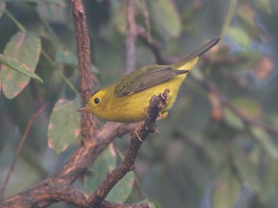 Wilson's Warbler