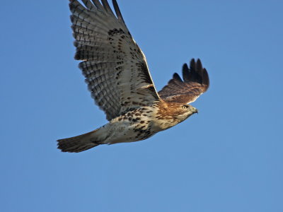 Red-tailed Hawk