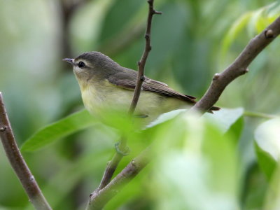 Philadelphia Vireo