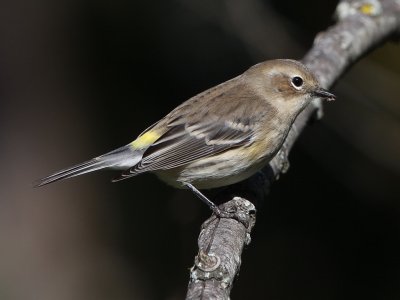Yellow-rumped Warbler