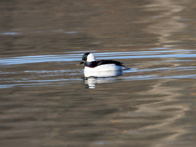 Bufflehead