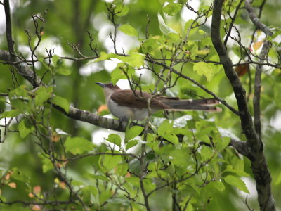 Black-billed Cuckoo