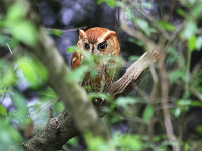 Eastern Screech-Owl