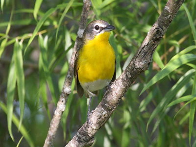 Yellow-breasted Chat
