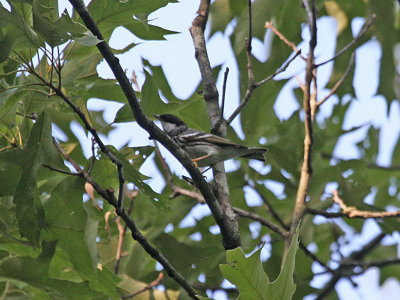 Blackpoll Warbler