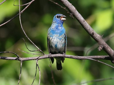 Indigo Bunting