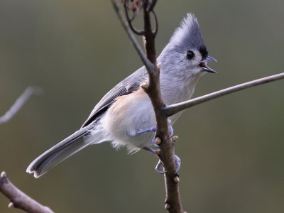 Tufted Titmouse
