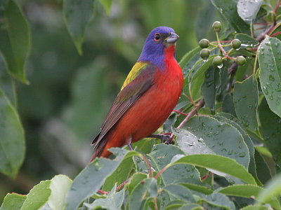Painted Bunting