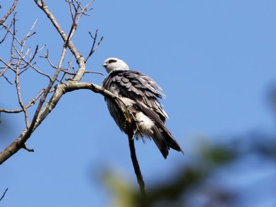 Mississippi Kite