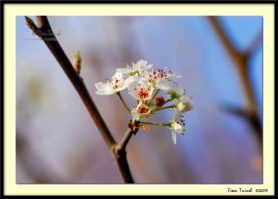 Early Spring  3