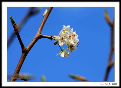 Early Spring 4