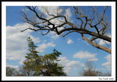 Trees, Sky and Clouds