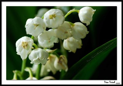 Muguet