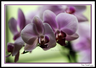 Orchid2