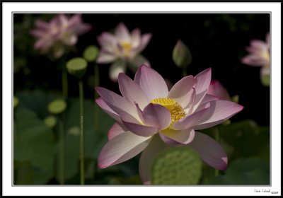 Lotus... Pure and Simple
