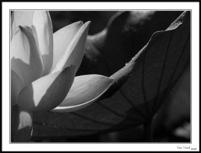 Lotus in Black and White