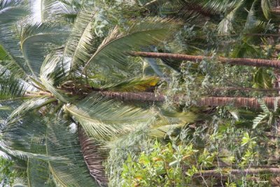 Coconut Farm.jpg