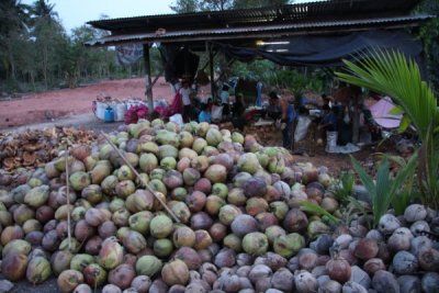 Coconuts Galore.jpg