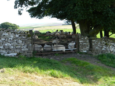 Sheepcrossing
