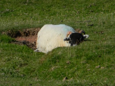 Smardale-sheep