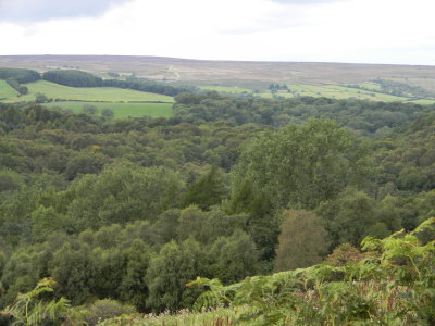 Littlebeck Nature Reserve