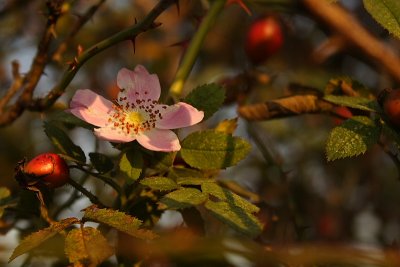 The Last Rose of Summer