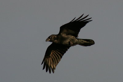 Cigfran - Raven