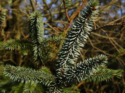Pine in Sunlight