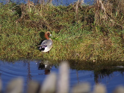 Wigeon 2