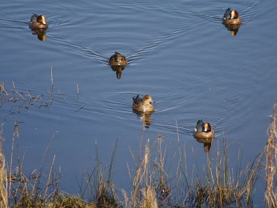 Wigeon 1