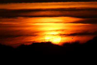 Sun and Gulls 1.JPG