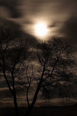 Moon and Branches