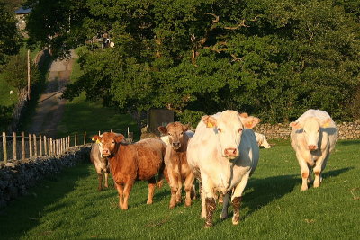 Brynllefrith Cows 1.JPG