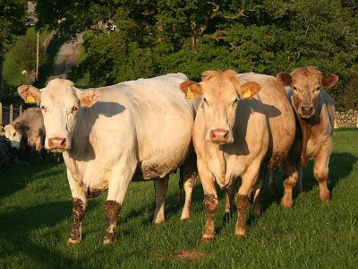Brynllefrith Cows 2.JPG