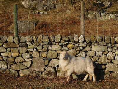 Sheep 1.JPG