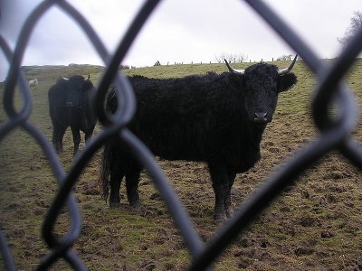 Sheep and Cows Thro Fence.JPG