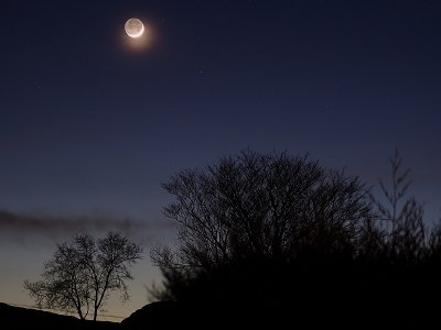 Crescent Moon and Trees