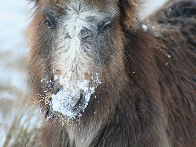 Snowy Snout