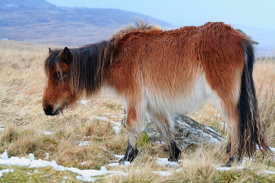 Shaggy Foal