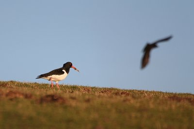 Oystercatcher 1