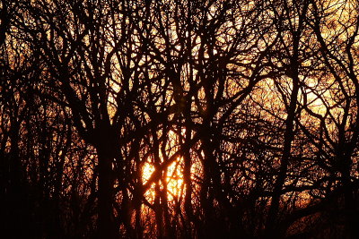 Sun Through Branches