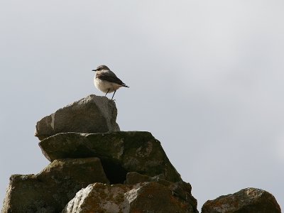 Wheatear 2.JPG