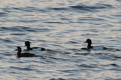 Scaup and Tufted Ducks 1.JPG