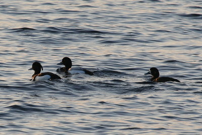 Scaup and Tufted Ducks 2.JPG