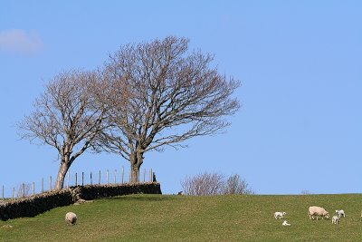 Trees and Sheep.JPG