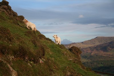 Lambs on Hillside