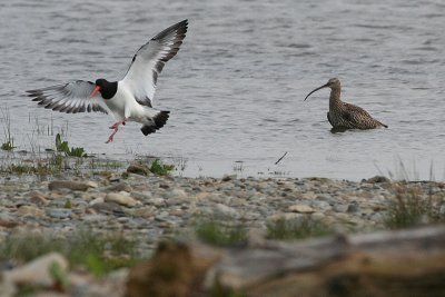 Oystercatcher and Curlew 3.JPG