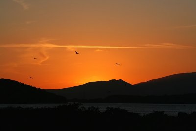 Sunset and Gulls