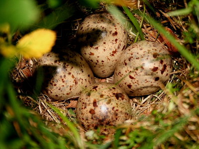 Common Sandpiper Eggs